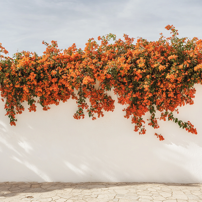 Bougainvillier - Bougainvillea 'Dania' - Hauteur 50-60cm - ⌀17cm - TD Plantz