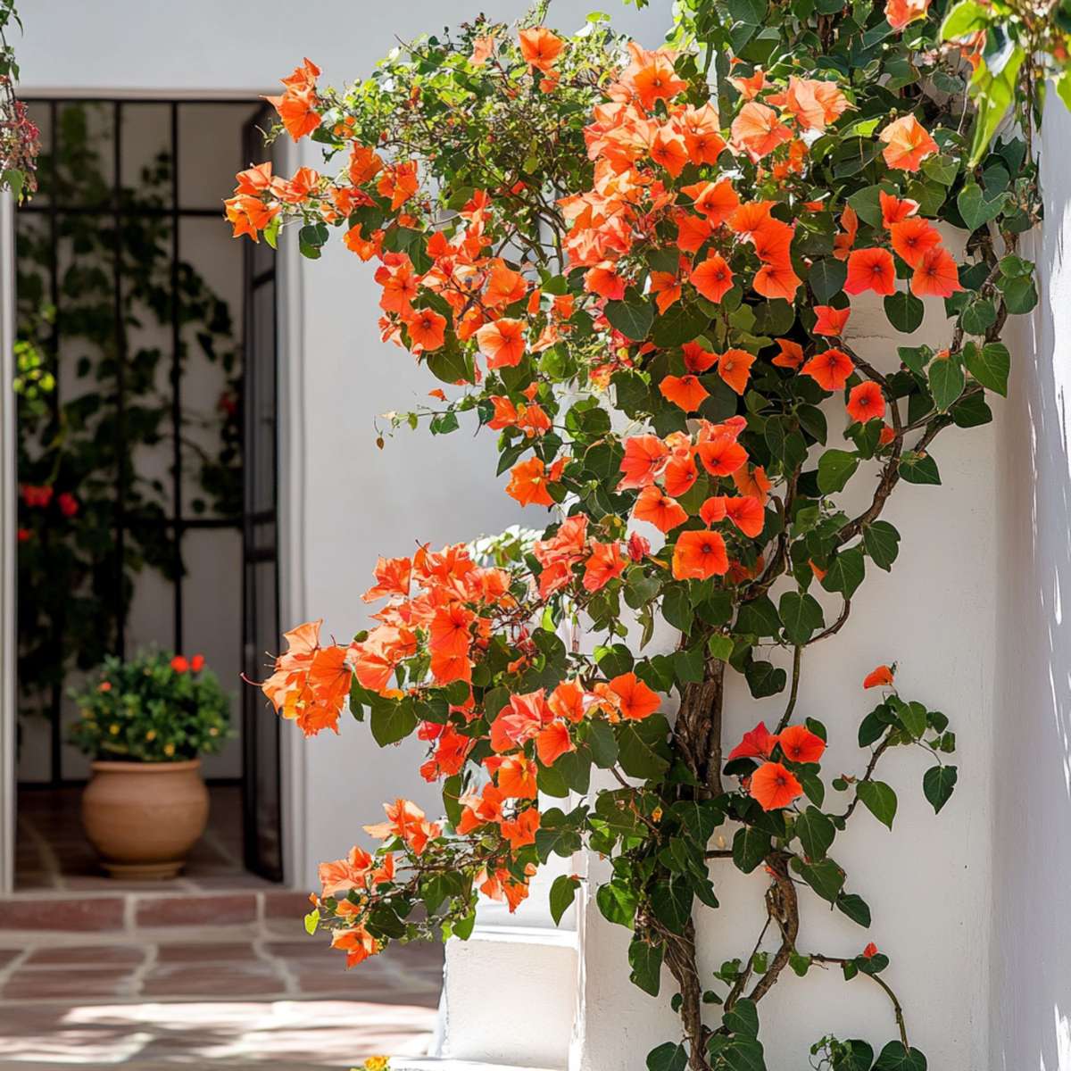 Bougainvillier - Bougainvillea 'Dania' - Hauteur 50-60cm - ⌀17cm - TD Plantz