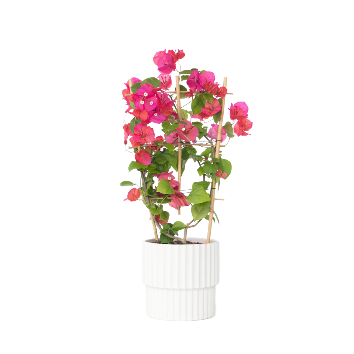 Bougainvillier - Bougainvillea 'Dania' - Hauteur 50-60cm - ⌀17cm - TD Plantz