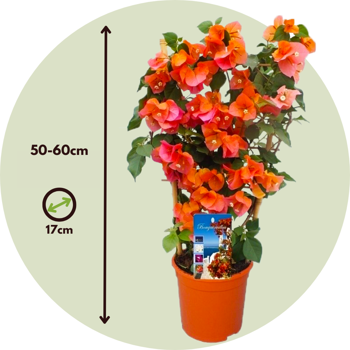 Bougainvillier - Bougainvillea 'Dania' - Hauteur 50-60cm - ⌀17cm - TD Plantz