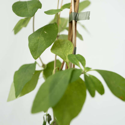 Chèvrefeuille - Lonicera x Heckrotti 'American Beauty' - H110-120cm - ⌀17cm