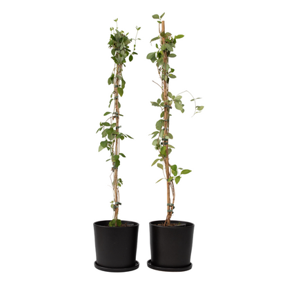 Chèvrefeuille - Set de 2 - Lonicera 'American Beauty' - H110-120cm - ⌀17cm