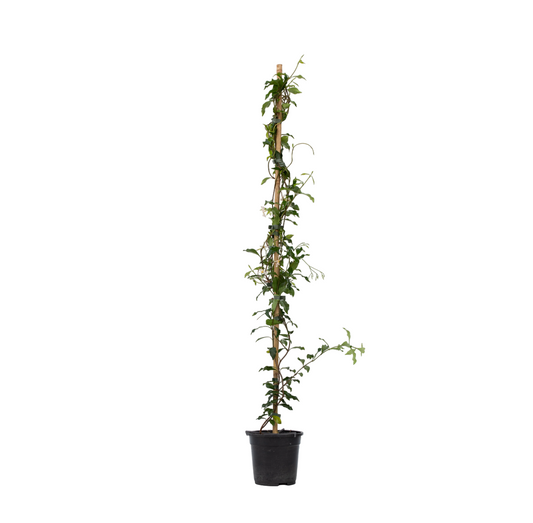 Star of Jasmine - Trachelospermum jasminoides - Height 110-120cm - ⌀17cm