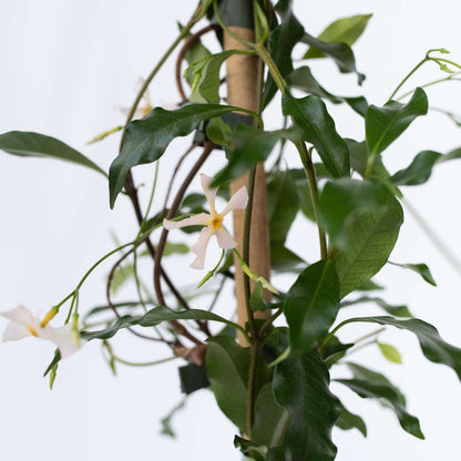 Star of Jasmine - 2 pcs. - Trachelospermum jasminoides - H110-120cm - ⌀17cm