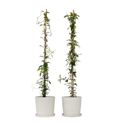 Star of Jasmine - 2 pcs. - Trachelospermum jasminoides - H110-120cm - ⌀17cm
