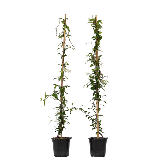 Star of Jasmine - 2 pcs. - Trachelospermum jasminoides - H110-120cm - ⌀17cm