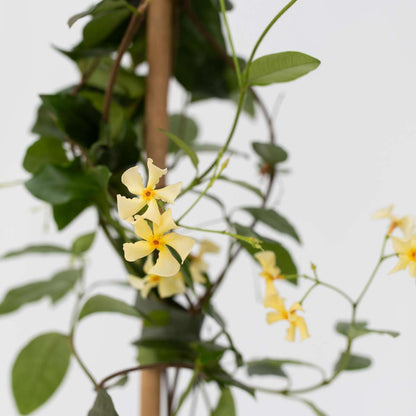 Star of Jasmine - Trachelospermum jasminoides - Height 110-120cm - ⌀17cm