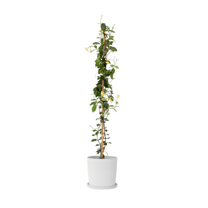 Star of Jasmine - Trachelospermum jasminoides - Height 110-120cm - ⌀17cm