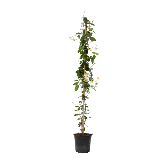 Star of Jasmine - Trachelospermum jasminoides - Height 110-120cm - ⌀17cm