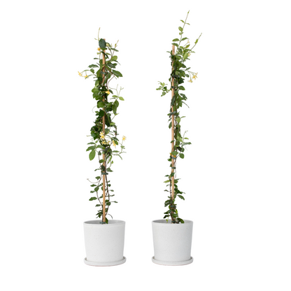 Star of Jasmine - 2 pcs. - Trachelospermum jasminoides - H110-120cm - ⌀17cm
