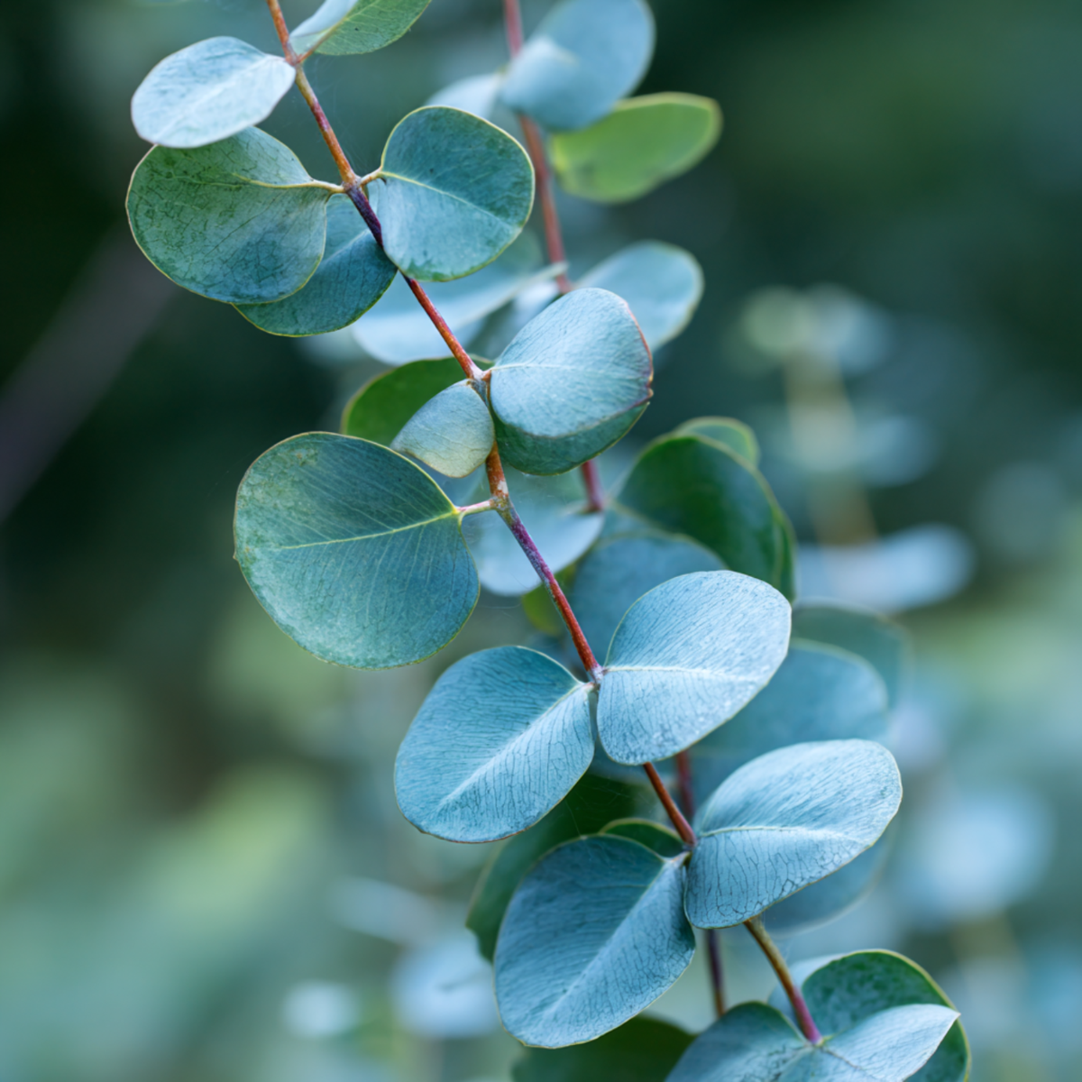 Gommier - Set de 2 - Eucalyptus cinerea 'Silver Dollar' - H90-110cm - ⌀19cm