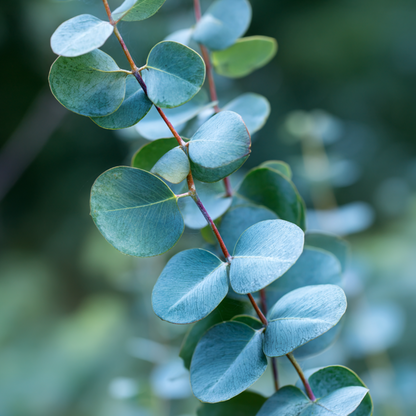 Gommier - Set de 2 - Eucalyptus cinerea 'Silver Dollar' - H90-110cm - ⌀19cm