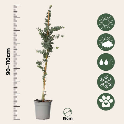 Gum bush - 2 pcs. - Eucalyptus cinerea 'Silver Dollar' - H90-110cm - ⌀19cm