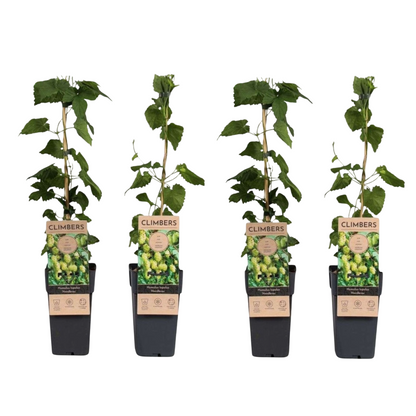 Houblon - Set de 4 - Humulus lupulus 'Nordbrau' - Hauteur 50-60cm - ⌀15cm