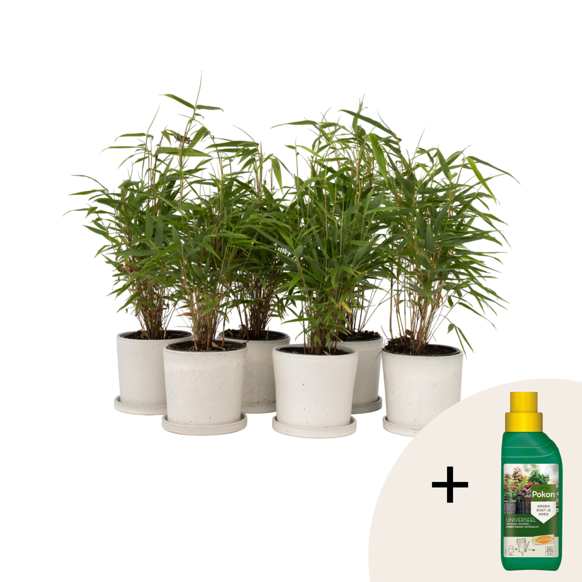 Dragonhead Bamboo - 6 pcs. - Fargesia rufa - Height 25-40cm - ⌀13cm