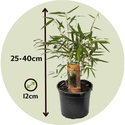 Umbrella Bamboo - 6 pcs. - Fargesia 'Asian Wonder' - Height 25-40cm - ⌀13cm
