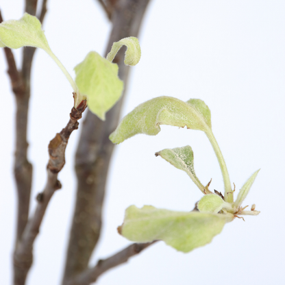 Pommier - Malus domestica 'Elstar' - Hauteur 90-100cm - ⌀21cm - TD Plantz