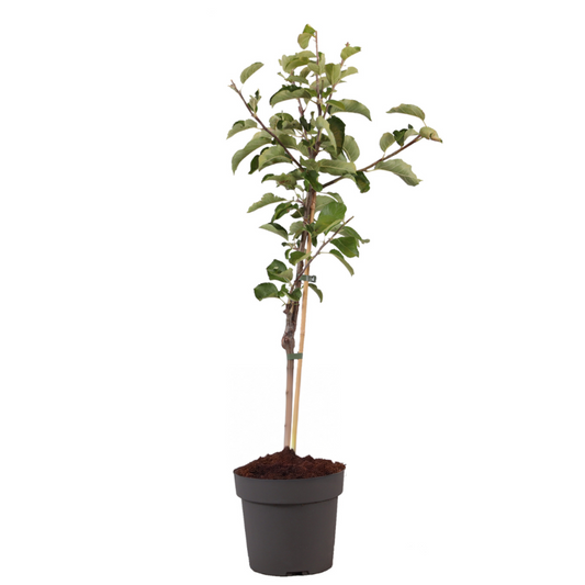 Apple tree - Malus domestica 'Elstar' - Height 90-100cm - ⌀21cm