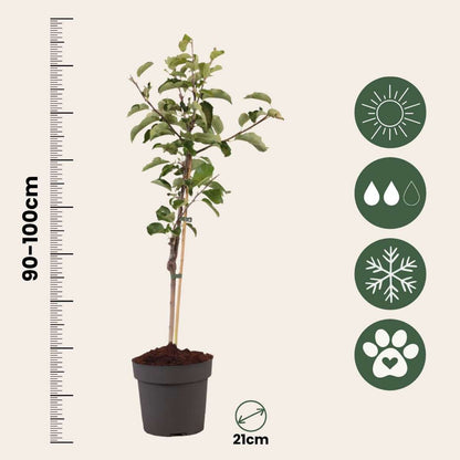 Pommier - Malus domestica 'Elstar' - Hauteur 90-100cm - ⌀21cm - TD Plantz