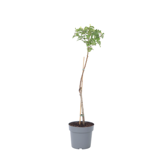 Apricot Tree - Prunus armeniaca - Height 90-100cm - ⌀21cm