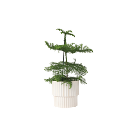 Pin de Norfolk - Araucaria heterophylla - Hauteur 45-55cm - ⌀14cm