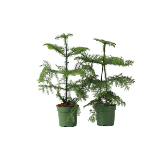 Norfolk Island Pine - 2 pcs. - Araucaria heterophylla - Height 45-55cm - ⌀14cm