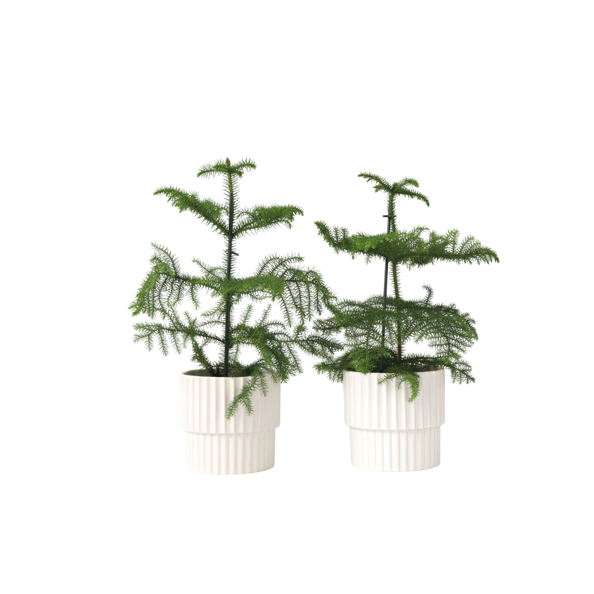 Pin de Norfolk - Set de 2 - Araucaria heterophylla - Hauteur 45-55cm - ⌀14cm