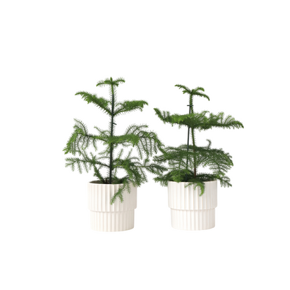 Pin de Norfolk - Set de 2 - Araucaria heterophylla - Hauteur 45-55cm - ⌀14cm
