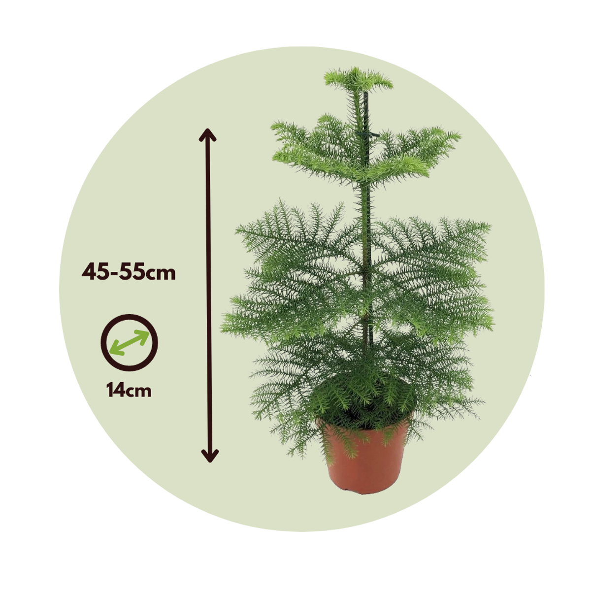 Pin de Norfolk - Set de 2 - Araucaria heterophylla - Hauteur 45-55cm - ⌀14cm
