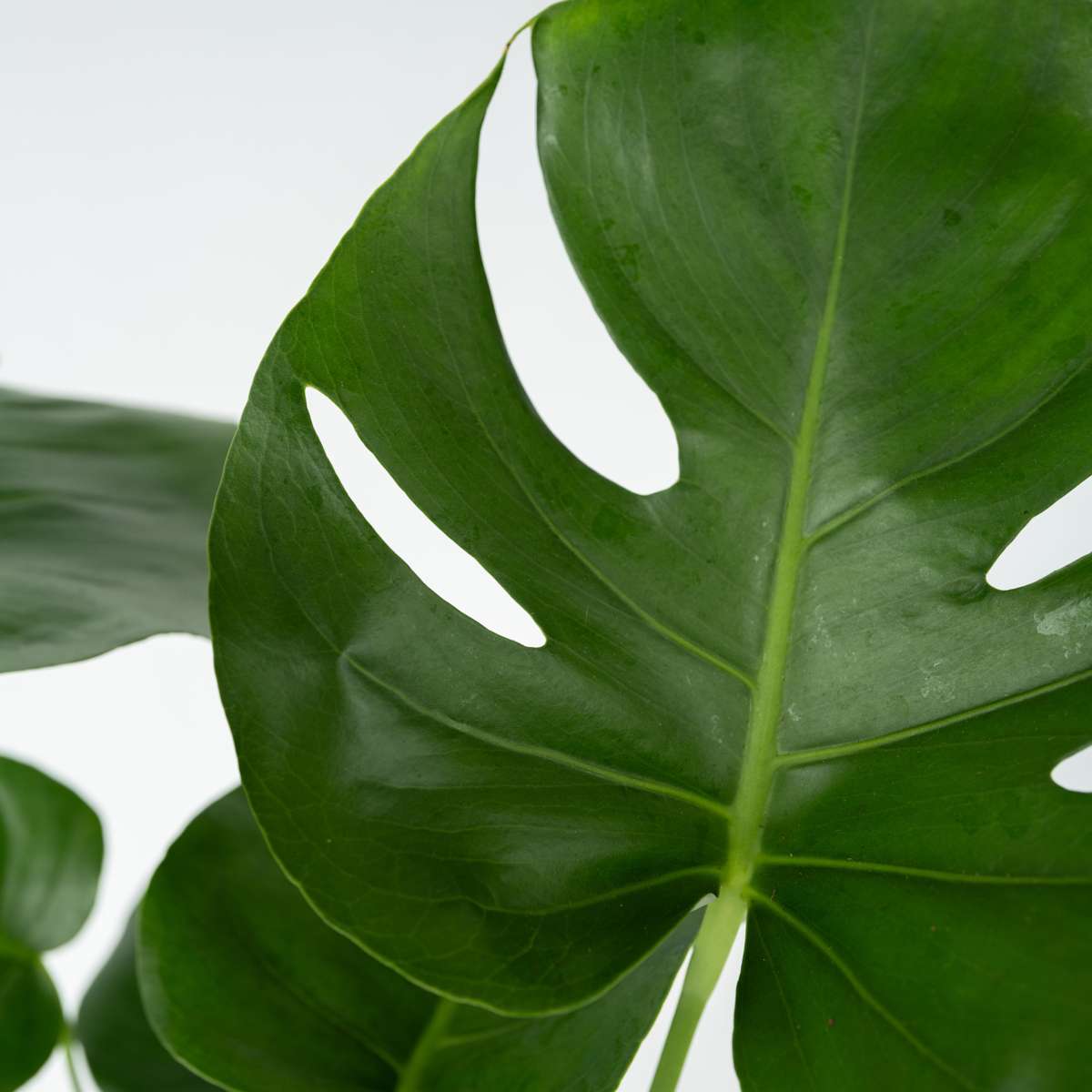 Plante à trous - Monstera deliciosa - Hauteur 45-55cm - ⌀14cm