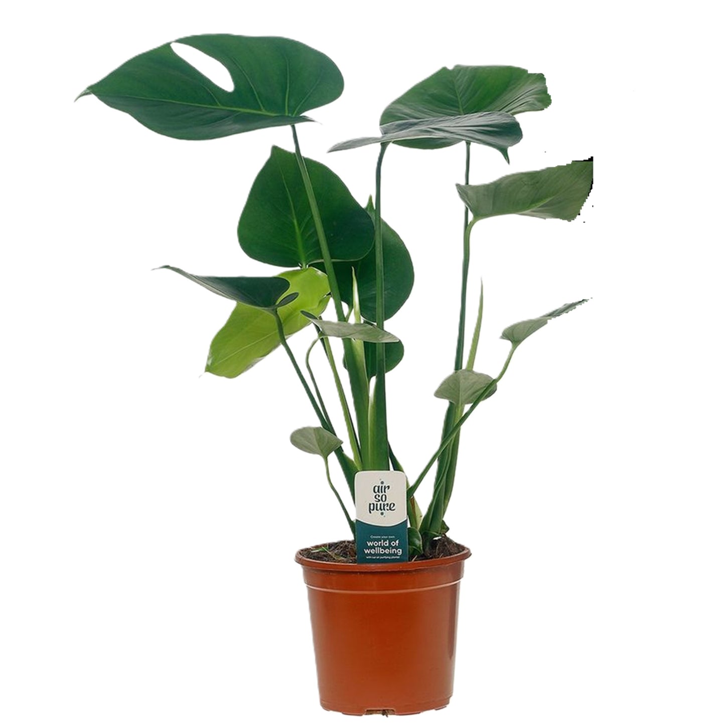 Plante à trous - Monstera deliciosa - Hauteur 45-55cm - ⌀14cm