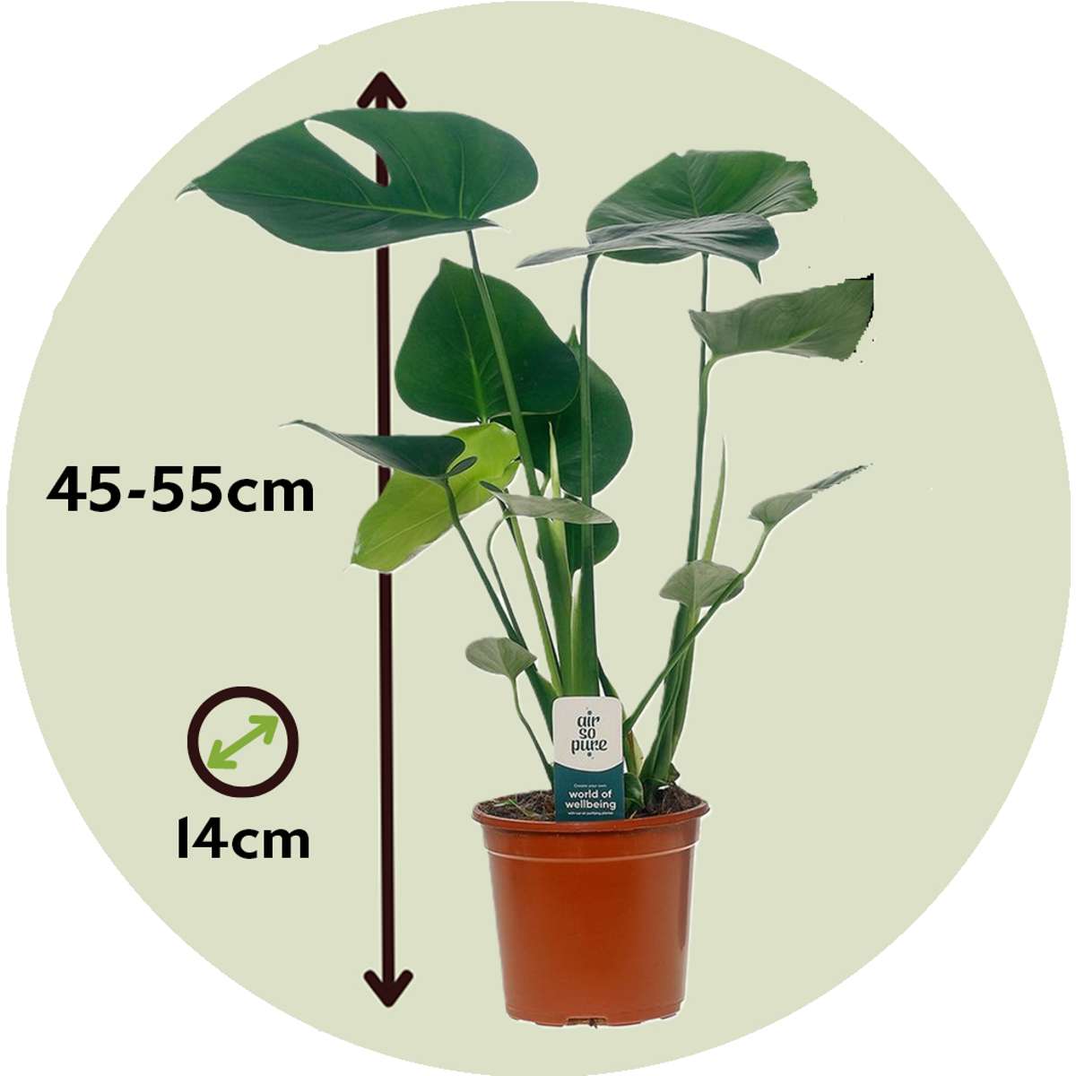 Plante à trous - Monstera deliciosa - Hauteur 45-55cm - ⌀14cm