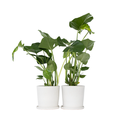Plante à trous - Set de 2 - Monstera deliciosa - Hauteur 50-60cm - ⌀17cm