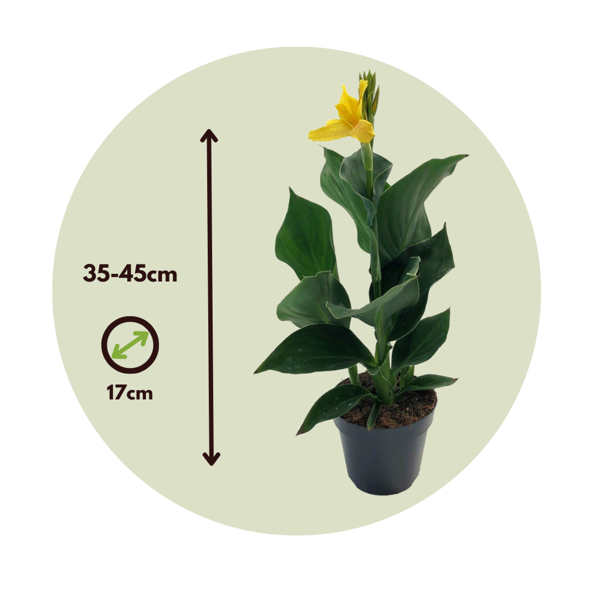 Balisier - Canna 'Cannova' - Hauteur 35-45cm - ⌀17cm - TD Plantz