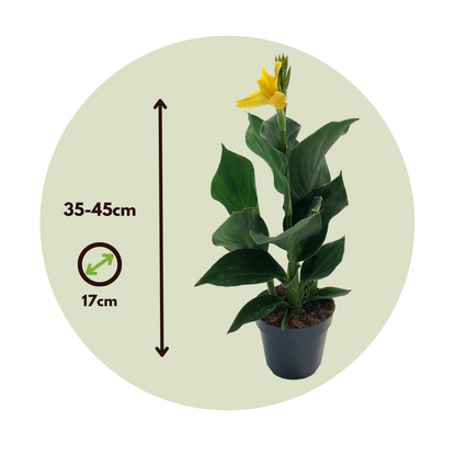 Balisier - Canna 'Cannova' - Hauteur 35-45cm - ⌀17cm - TD Plantz