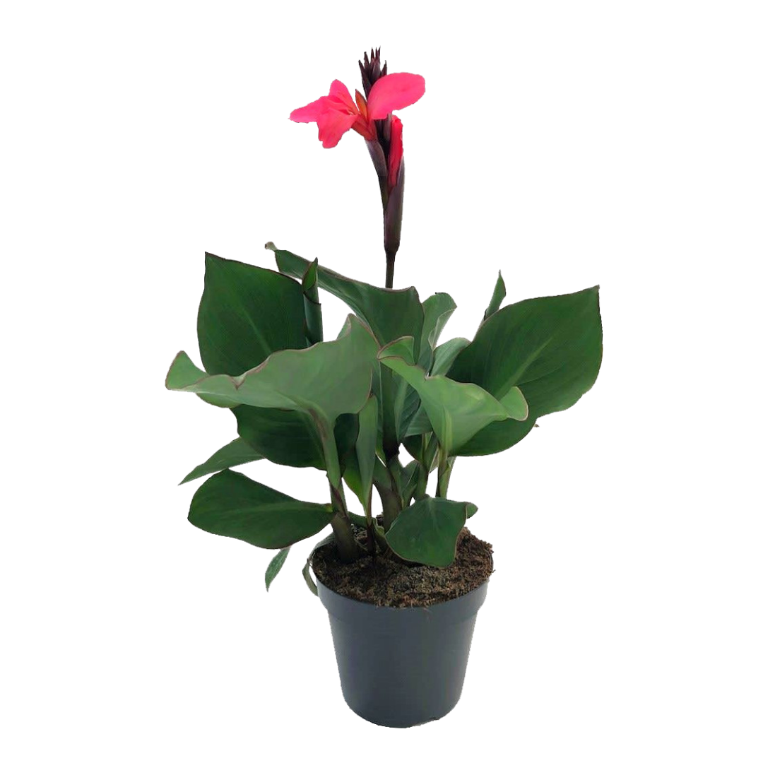 Balisier - Canna 'Cannova' - Hauteur 35-45cm - ⌀17cm