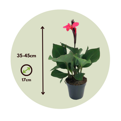 Balisier - Canna 'Cannova' - Hauteur 35-45cm - ⌀17cm