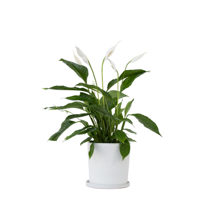 Peace lilly - Spathiphyllum 'Lima' - Height 60-75cm - ⌀17cm