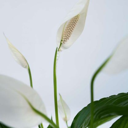 Peace lilly + Pokon - 2 pcs. - Spathiphyllum 'Lima' - Height 60-75cm - ⌀17cm
