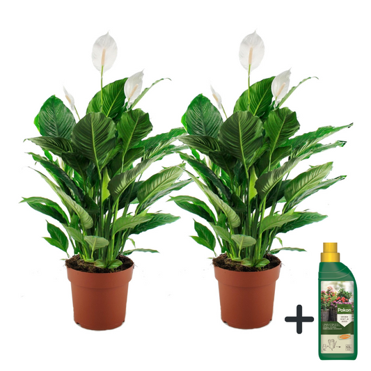 Peace lilly + Pokon - 2 pcs. - Spathiphyllum 'Lima' - Height 60-75cm - ⌀17cm
