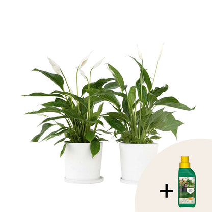 Peace lilly + Pokon - 2 pcs. - Spathiphyllum 'Lima' - Height 60-75cm - ⌀17cm
