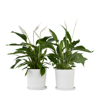 Peace lilly - 2 pcs. - Spathiphyllum 'Lima' - Height 60-75cm - ⌀17cm