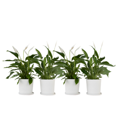 Peace lilly - 4 pcs. - Spathiphyllum 'Lima' - Height 60-75cm - ⌀12cm