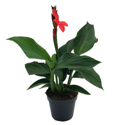 Balisier - Canna 'Cannova' - Hauteur 35-45cm - ⌀17cm - TD Plantz
