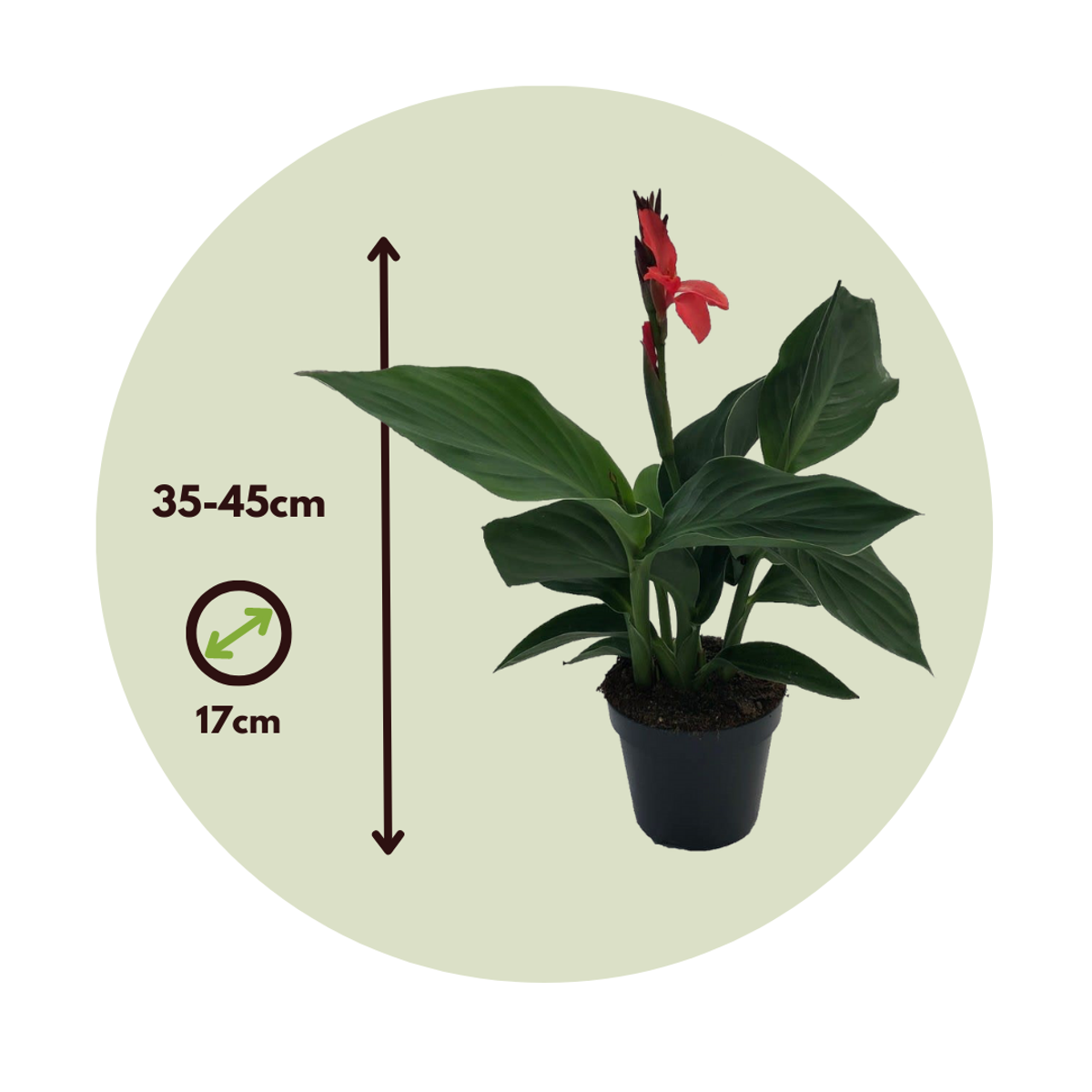 Balisier - Canna 'Cannova' - Hauteur 35-45cm - ⌀17cm - TD Plantz