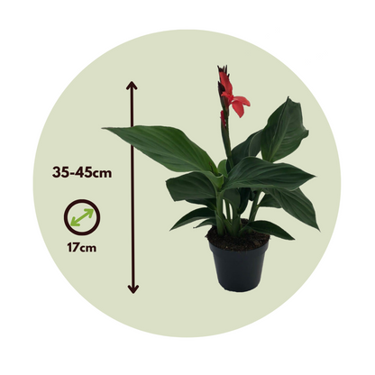 Balisier - Canna 'Cannova' - Hauteur 35-45cm - ⌀17cm - TD Plantz