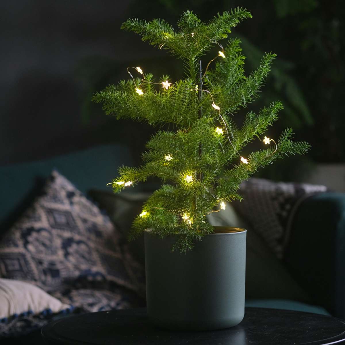 Pin de Norfolk - Araucaria heterophylla - Hauteur 70-80cm - ⌀21cm