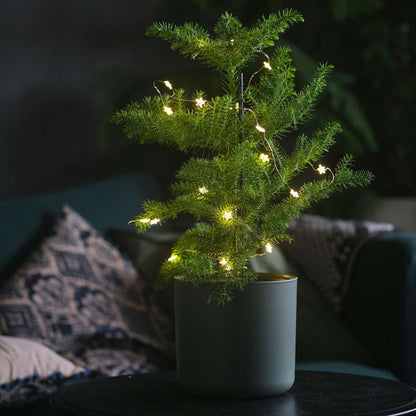 Pin de Norfolk - Araucaria heterophylla - Hauteur 70-80cm - ⌀21cm