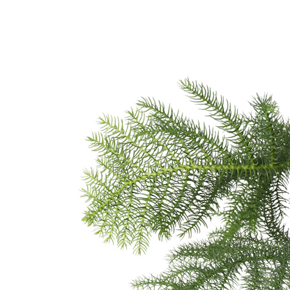 Pin de Norfolk - Araucaria heterophylla - Hauteur 70-80cm - ⌀21cm