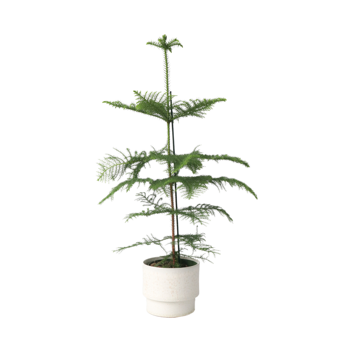 Pin de Norfolk - Araucaria heterophylla - Hauteur 70-80cm - ⌀21cm